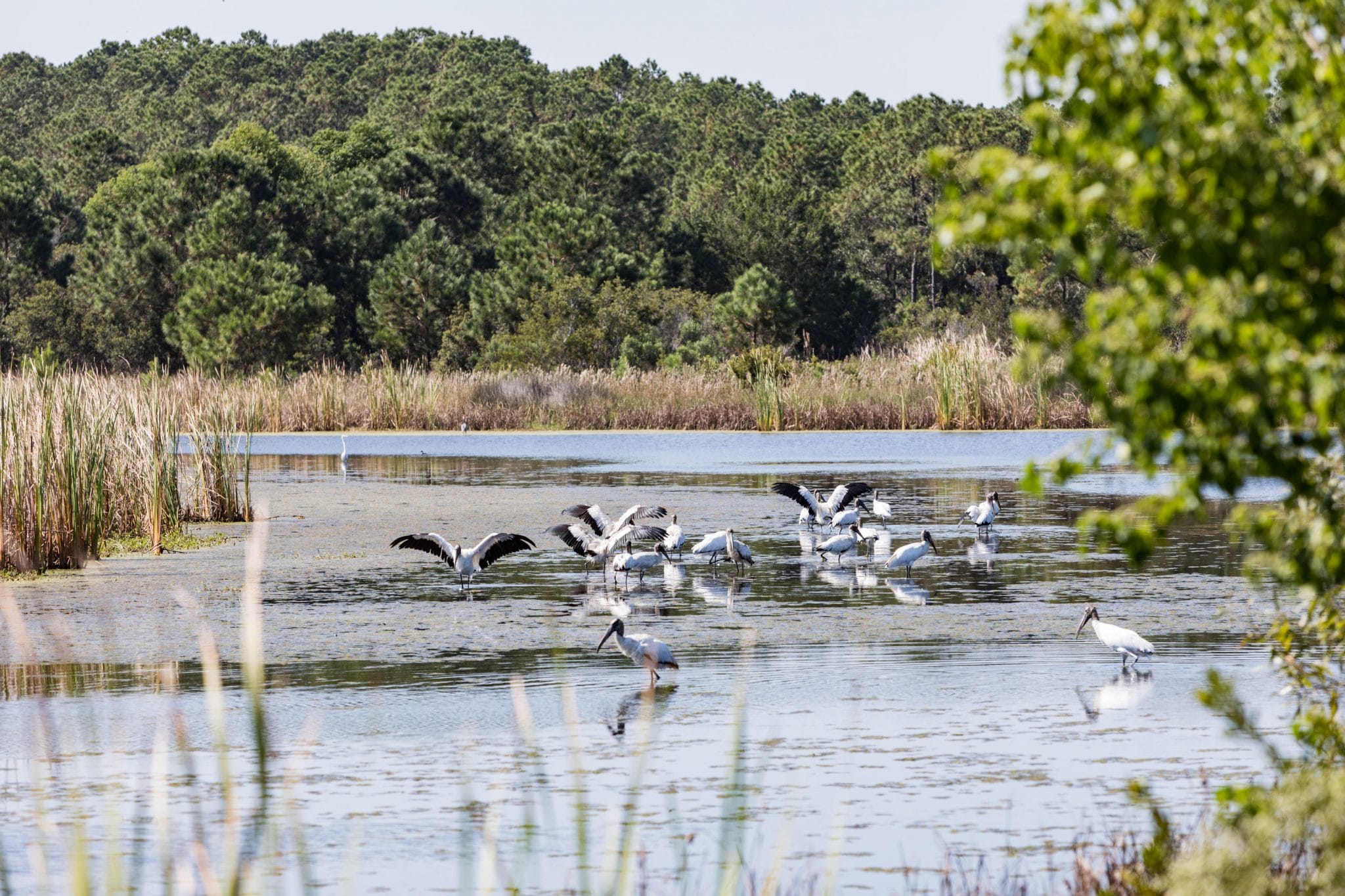 Gallery Kiawah River