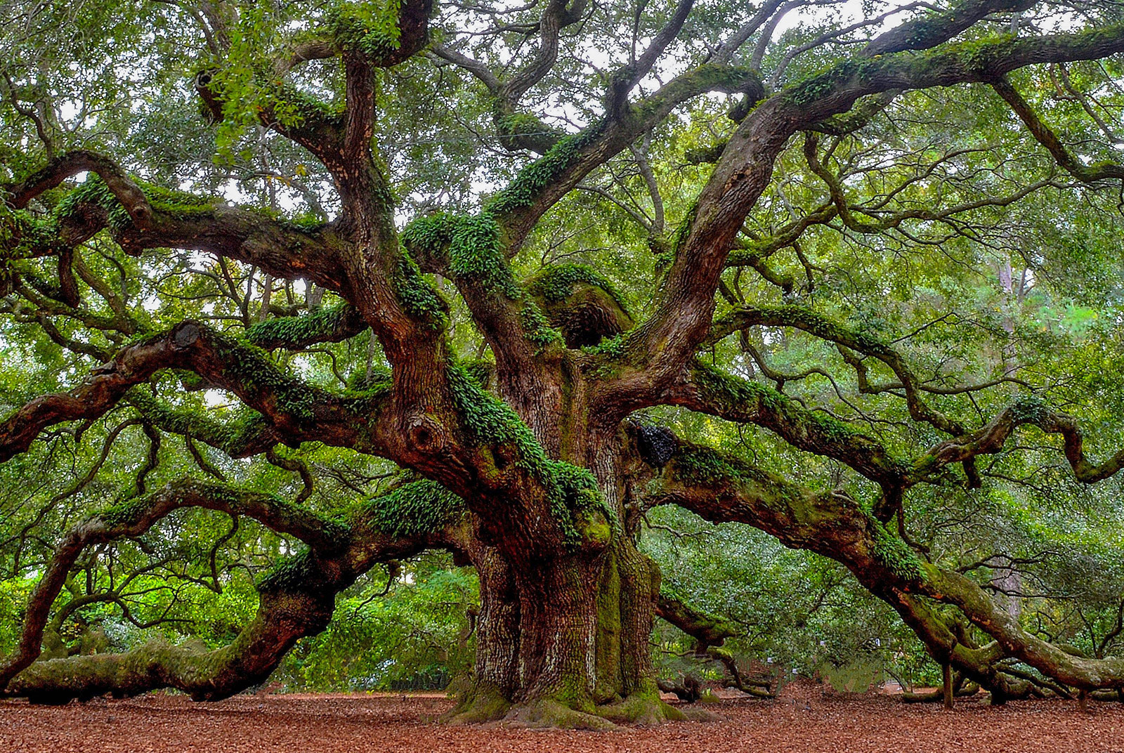 Kiawah River Field Guide: Sea Island Stops and Sights | Kiawah River